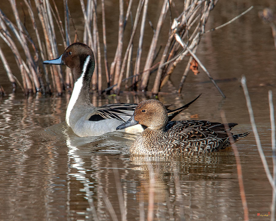 Male and Female Northern Pintails DWF0155 Photograph by Gerry Gantt