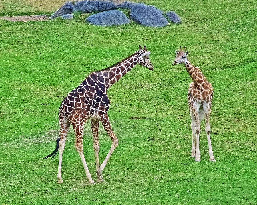 Male and Female Reticulated Giraffes at San Diego Zoo Safari Park near Escondidio, California Photograph by Ruth Hager