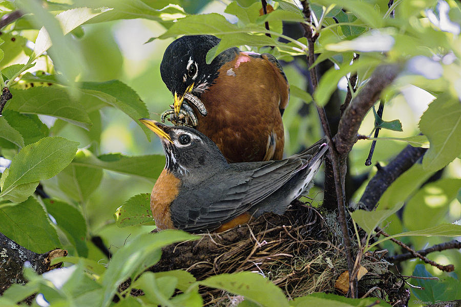 Male And Female Robin On Nest Marty Saccone 