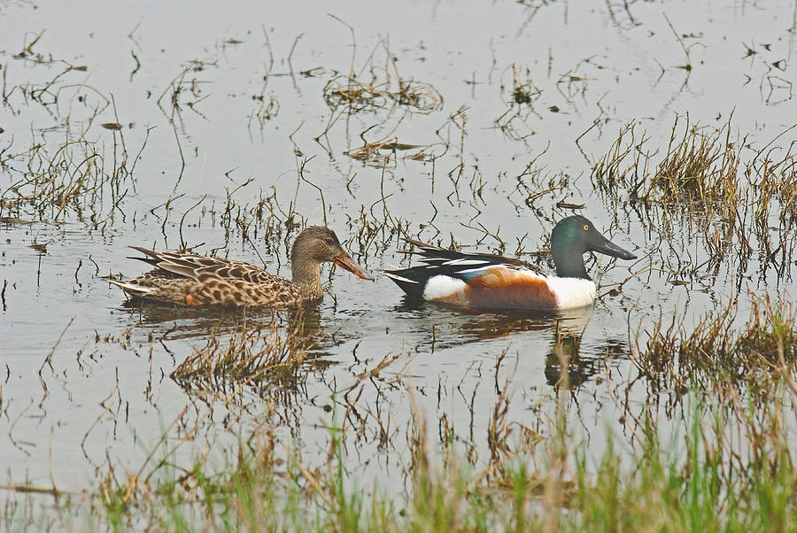 Wildlife Photograph - Male And Female Shoveler Ducks by Robert Brown