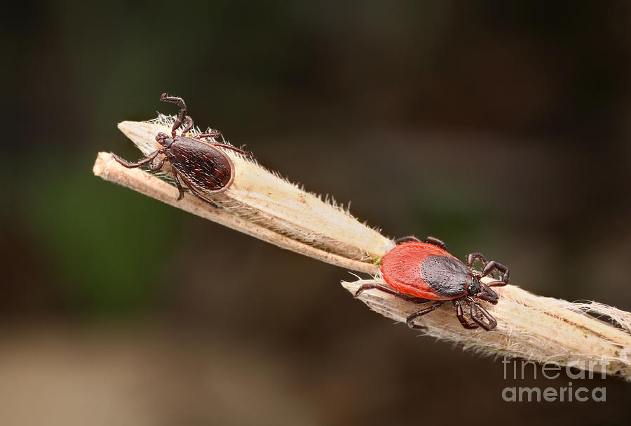 Male And Female Ticks Photograph by Matthias Lenke