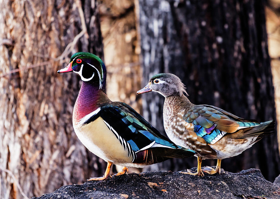 Male and female wood ducks Photograph by Vishwanath Bhat