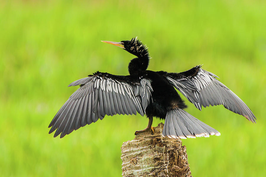 Male Anhinga Against Verdant Green Wetlands Photograph by Dawn Currie