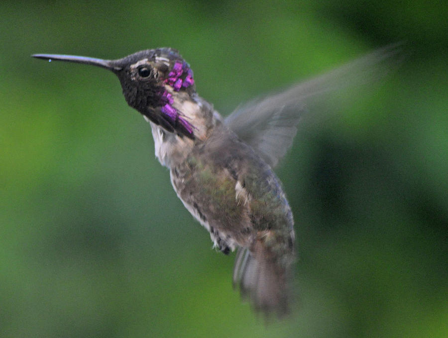 Male Annas Hummingbird In Flight Photograph by Jay Milo