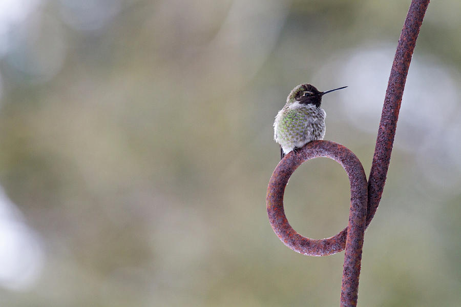 Male Annas Hummingbird Perched  Photograph by Michael Russell