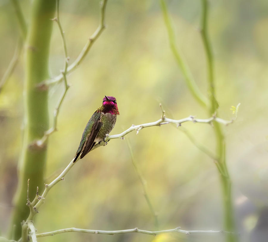 Male Annas Hummingbird  Photograph by Saija Lehtonen