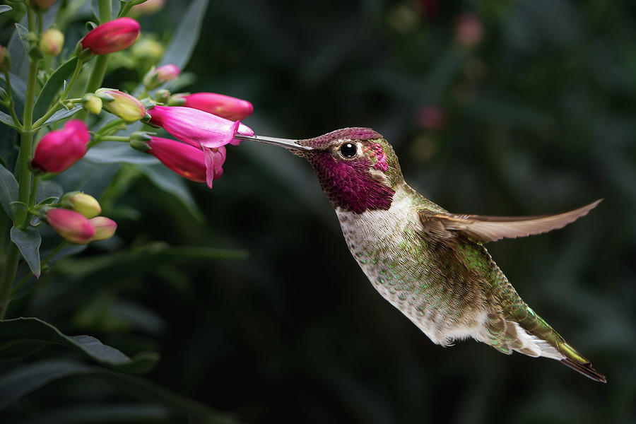 Male Annas Hummingbird Visit Flowers Photograph