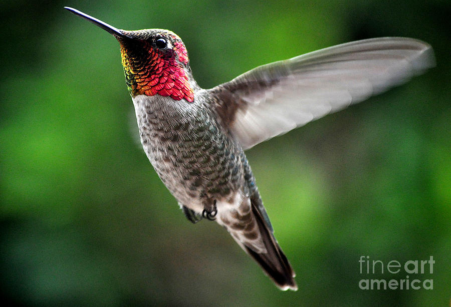 Hummingbird Photograph - Male Annas In Flight by Jay Milo