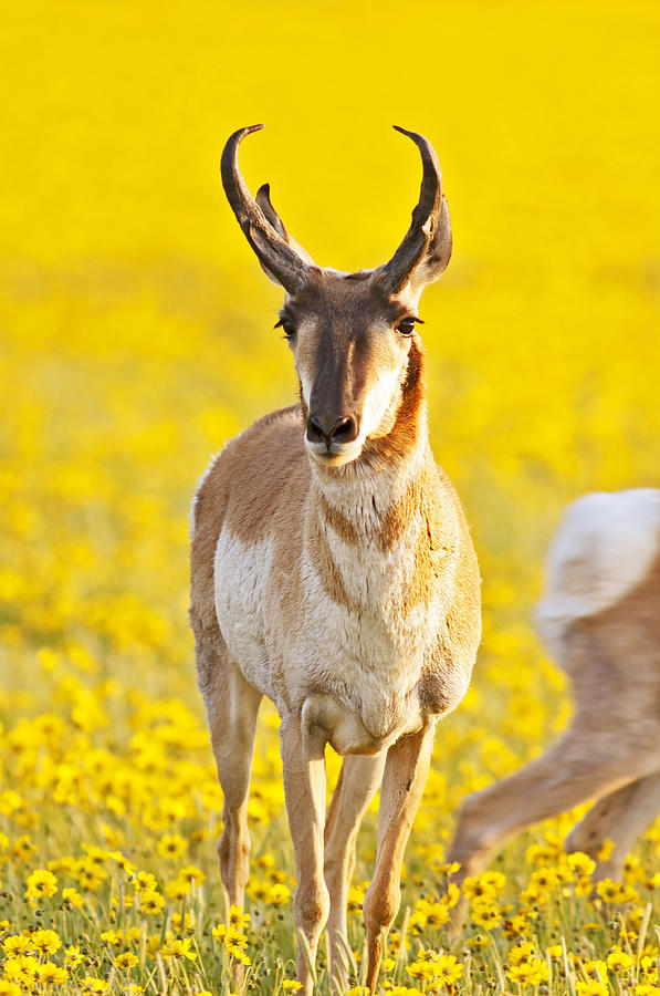 Male Antelope in Spring Wildflowers Photograph by Gary Langley