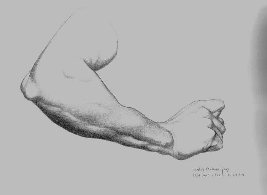 Bargue Drawing - Male Arm from a Bargue Plate by Pat Aube Gray