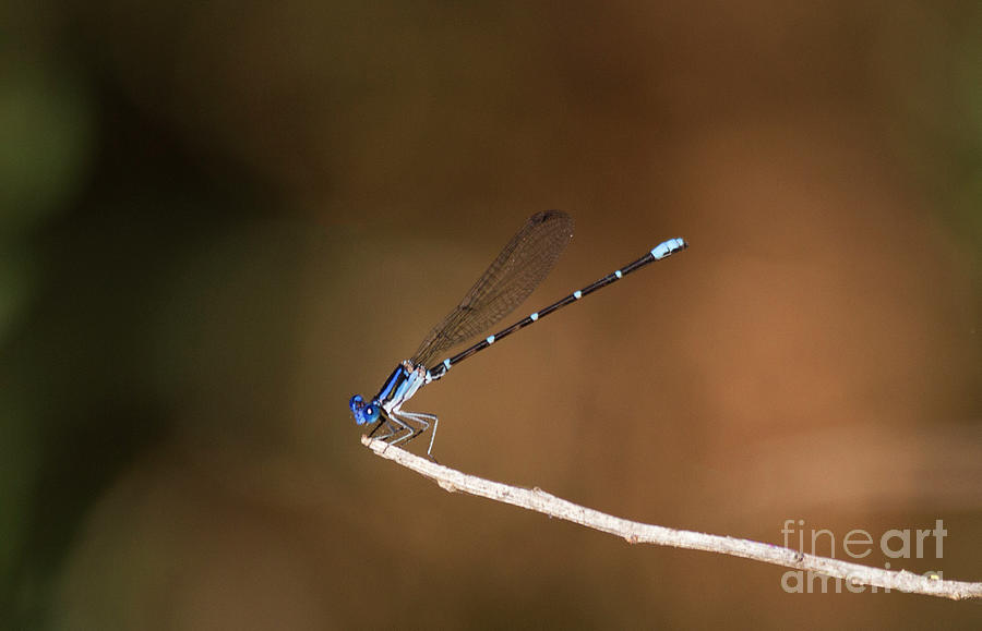 Male Blue ringed-dancer Photograph by Ruth Jolly