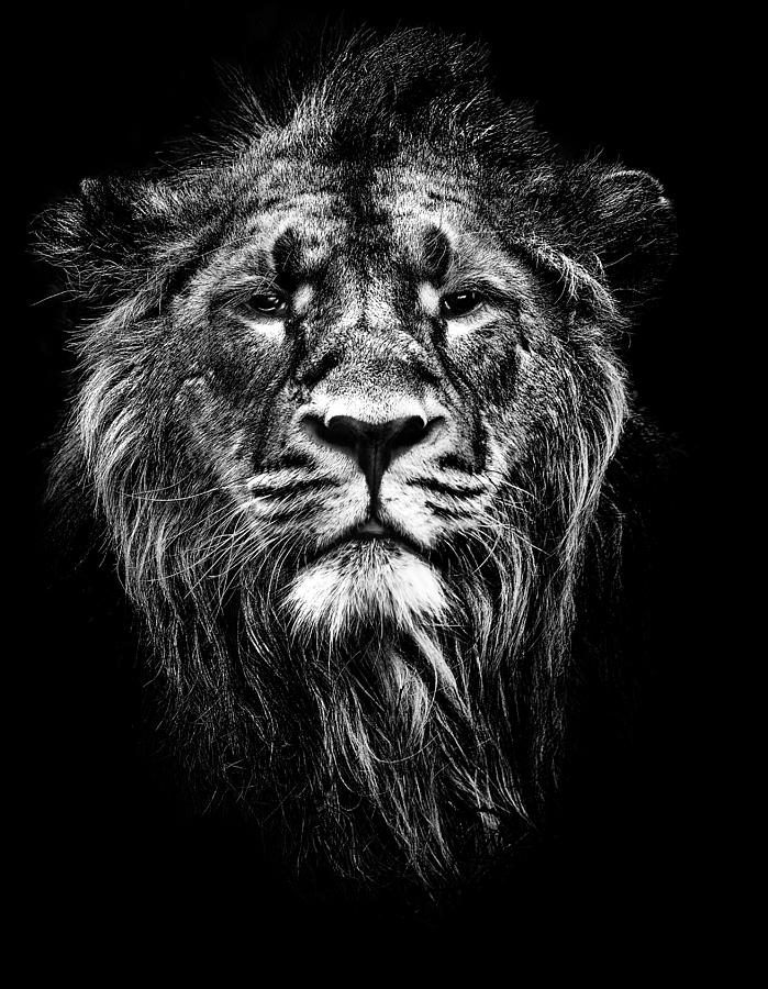 Jungle Photograph - Male Asiatic Lion by Meirion Matthias