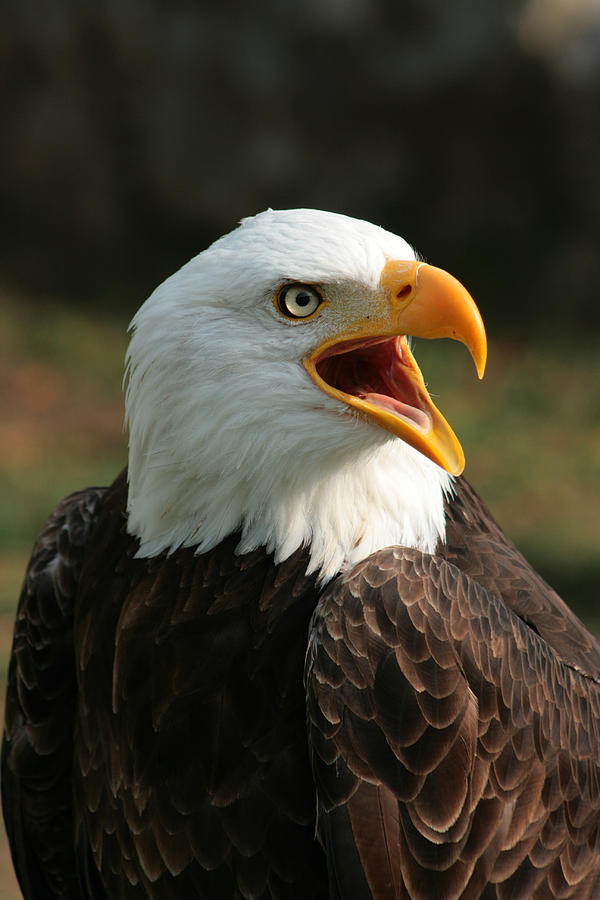 Male Bald Eagle Chirping Photograph by Robert Hamm - Fine Art America