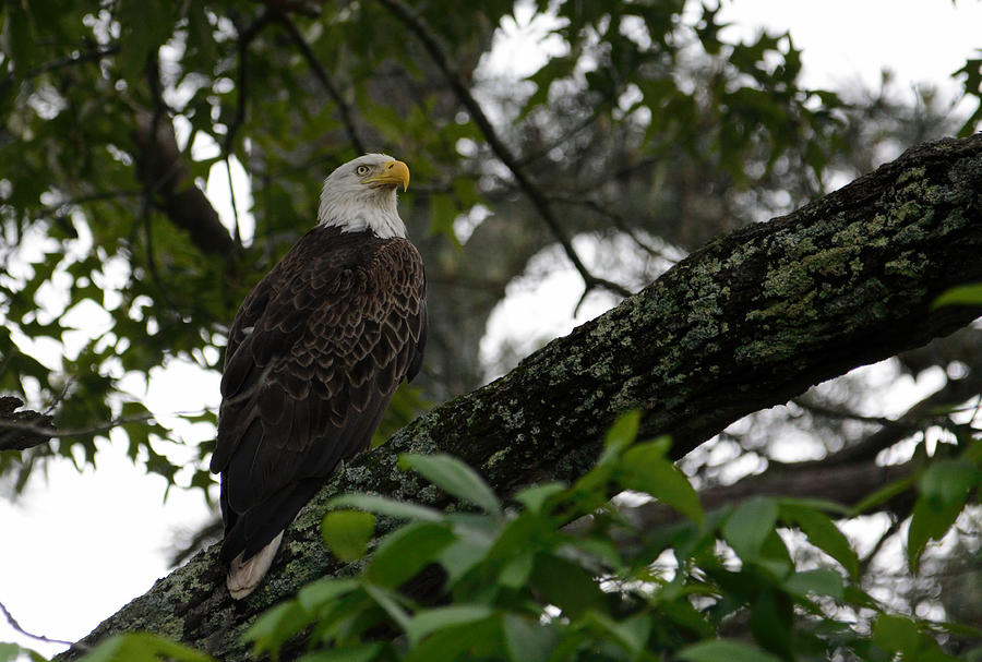 Male Bald Eagle In Shiloh Tennessee 052120152445 Photograph