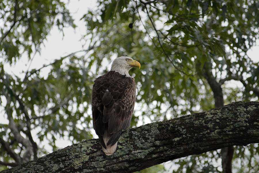 Male Bald Eagle In Shiloh Tennessee 052120152460 Photograph