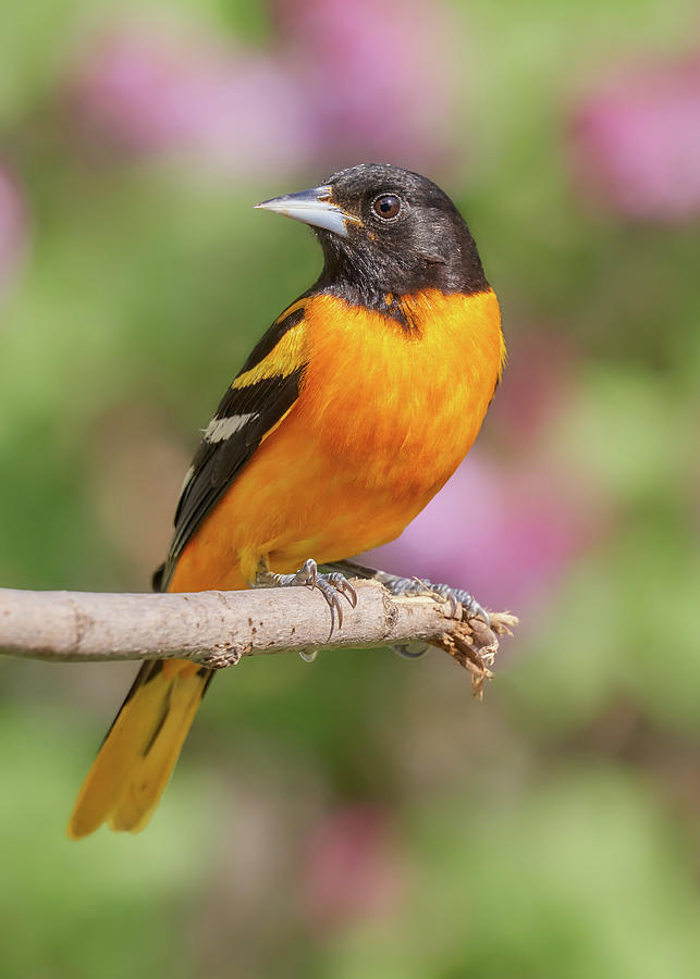 Male Baltimore Oriole arriving in Minnesota in the spring Photograph by