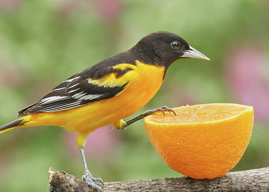 Male Baltimore Oriole investigating an orange Photograph by Jim Hughes