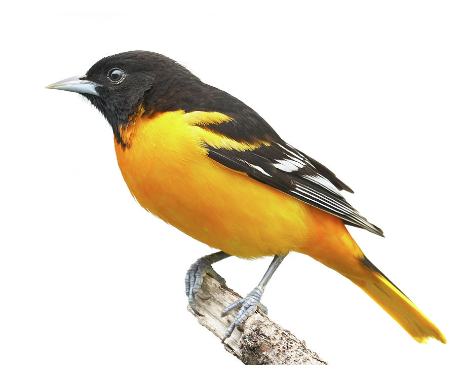 Male Baltimore Oriole Photograph by Jim Hughes