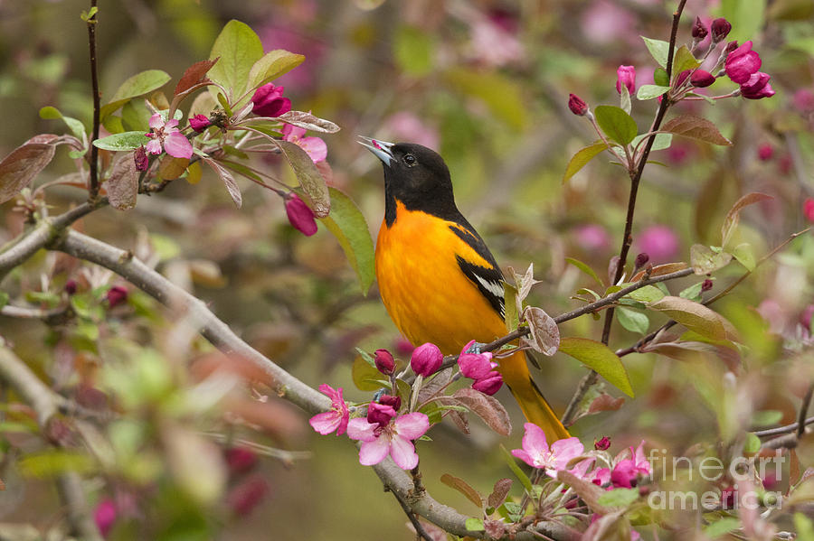 Spring Photograph - Male Baltimore Oriole by Marie Read