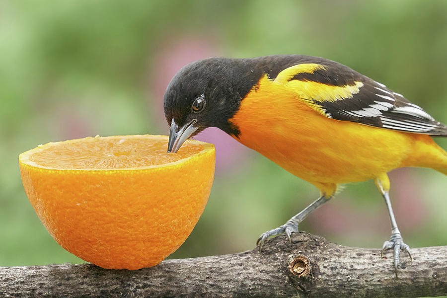 Male Baltimore Oriole tasting an orange Photograph by Jim Hughes