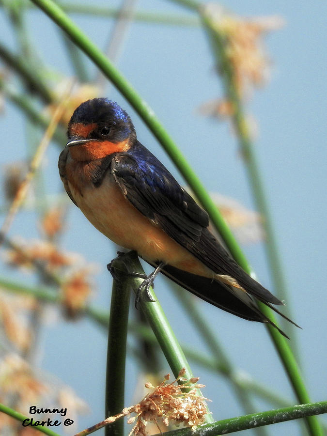 Male Barn Swallow Digital Art By Bunny Clarke