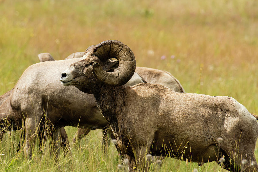 Male Bighorn Sheep Photograph