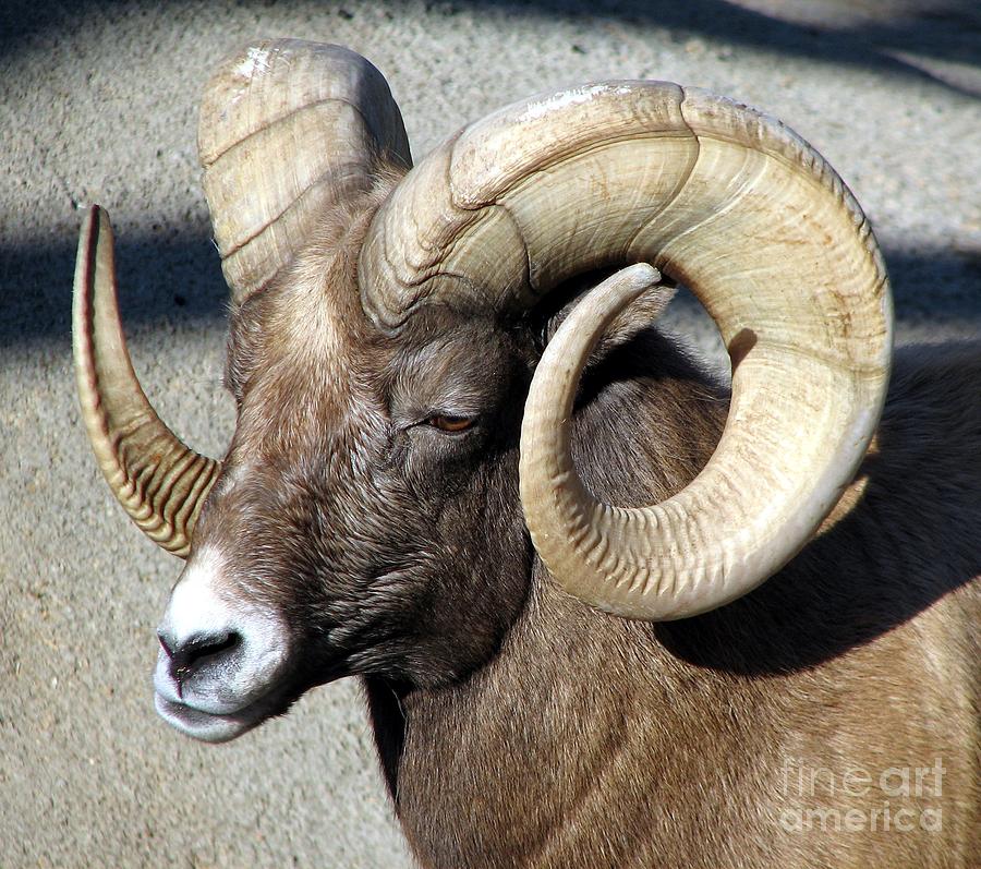 Male Bighorn Sheep Ram Photograph by Rose Santuci-Sofranko