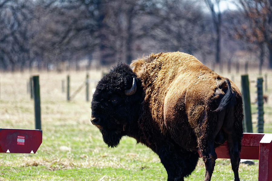 Male Bison Photograph by Peter Ponzio