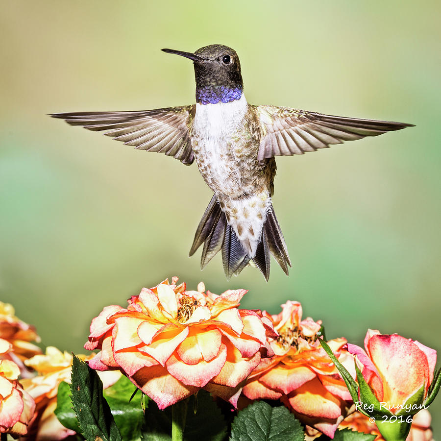 Male Black-chinned Hummingbird Photograph by Peg Runyan