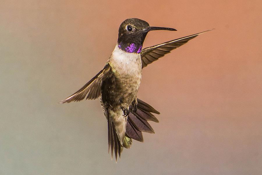 Male Black-Chinned Hummingbird Photograph by Peggy Blackwell