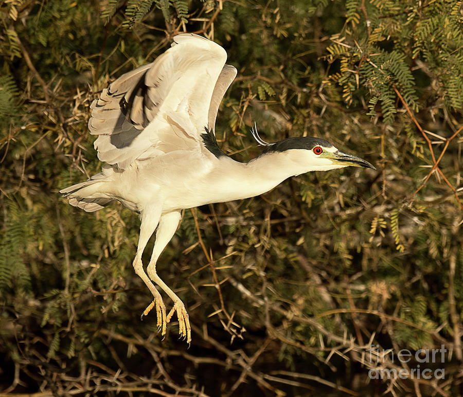 Male Black Crowned Night Heron in Flight Photograph by Dennis Hammer