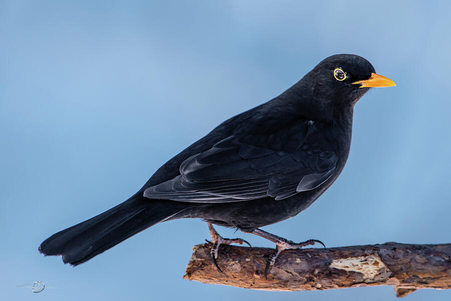 Male blackbird perching on a pine branch in profile Photograph by Torbjorn Swenelius