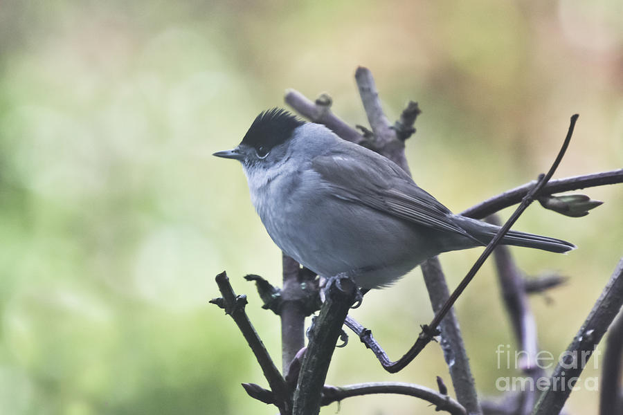 Male Blackcap Photograph by Terri Waters
