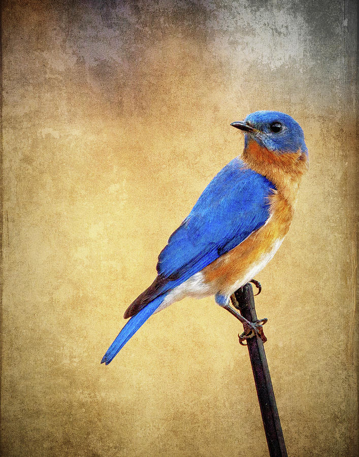 Male Blue Bird Digital Art