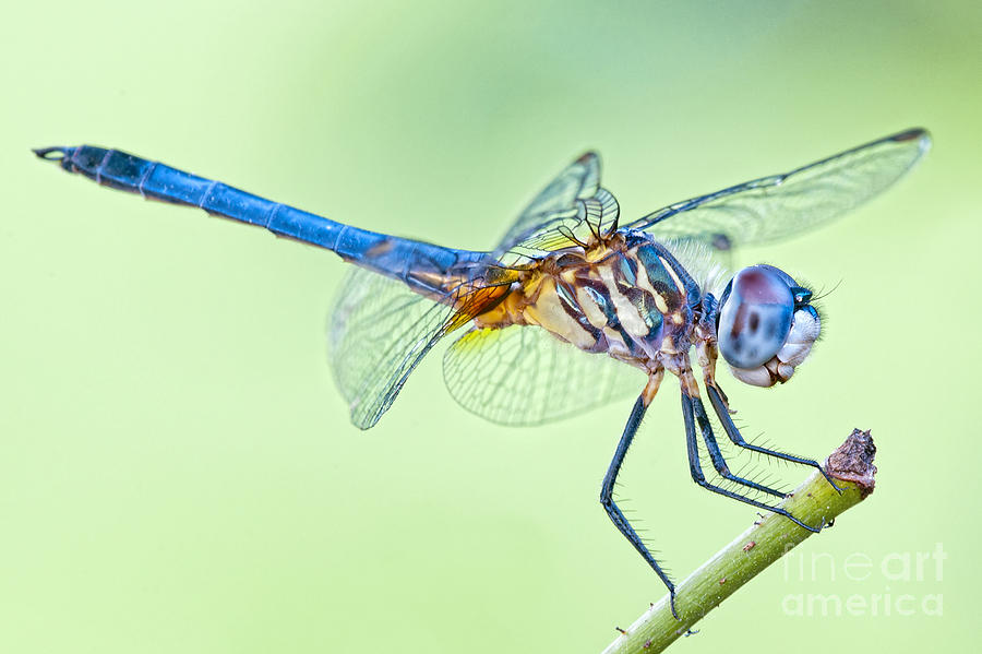 Insects Photograph - Male Blue Dasher Dragonfly by Bonnie Barry