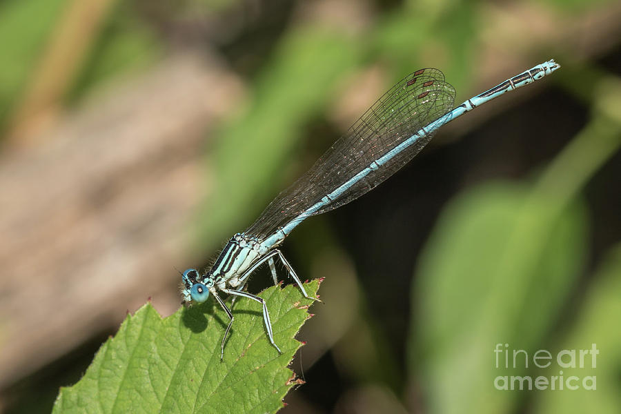 Male Blue featherleg - Platycnemis pennipes Photograph by Jivko Nakev