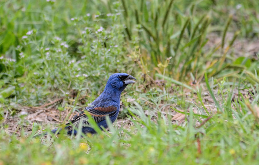Male Blue Grosbeak In The Grass Shiloh Tennessee 052120152523 Photograph