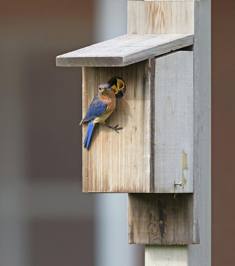 Male bluebird and babies Photograph by Jack Nevitt