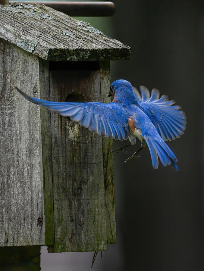 Male Bluebird Arriving At Nesting Box 101520157057 Photograph
