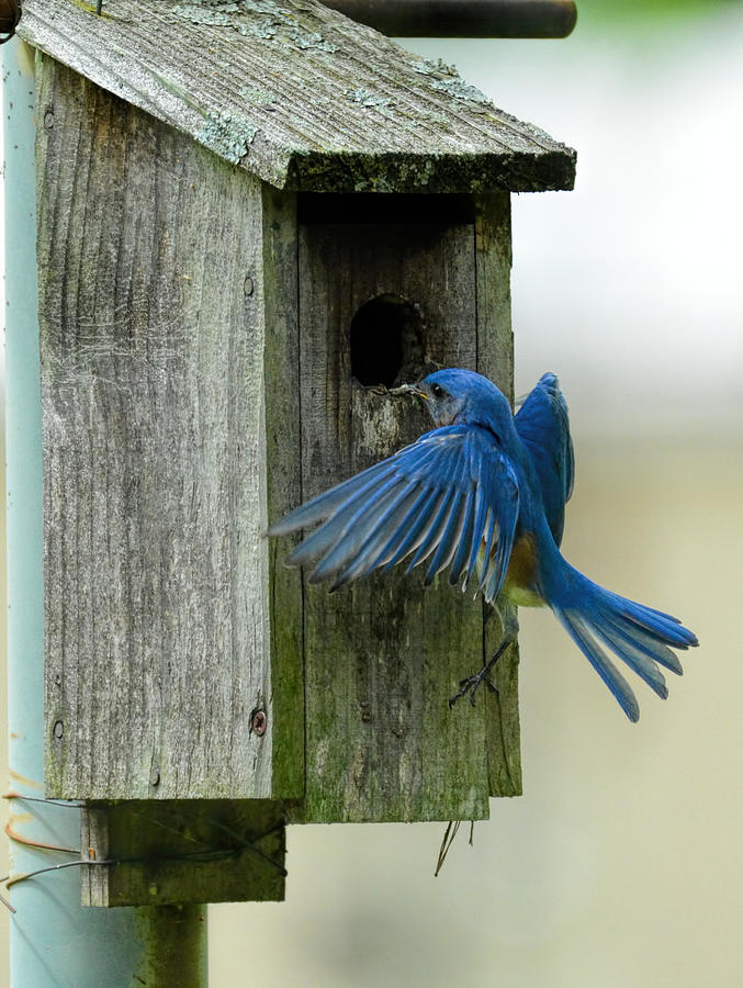 Male Bluebird Cleaning Nesting Box 101520156816 Photograph