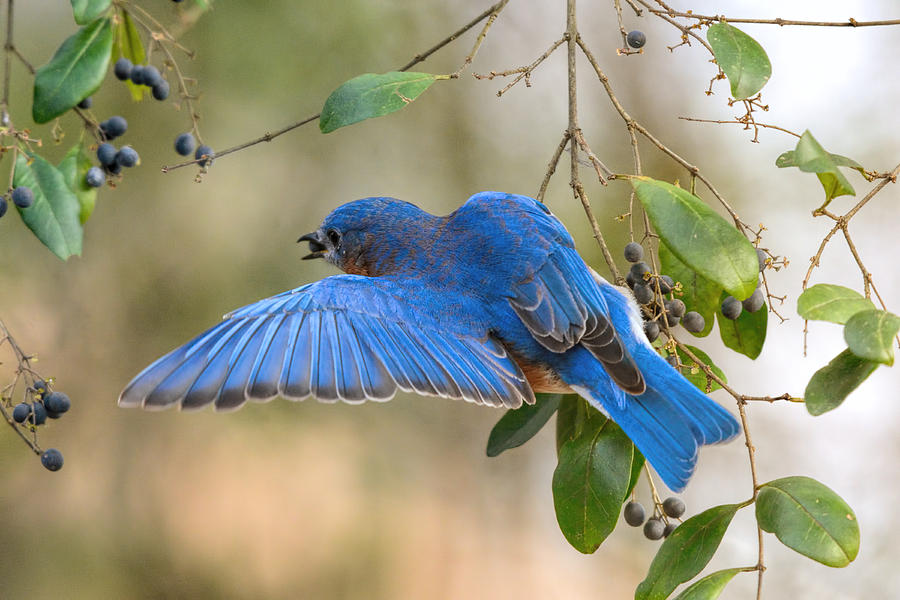 Male Bluebird Eating Berries 011020164970 Photograph