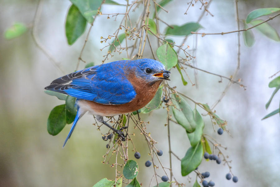 Male Bluebird Eating Berry 011020164855 Photograph