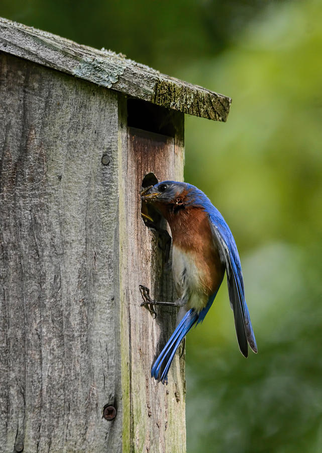 Male Bluebird Feeding Chick 102020153795 Photograph