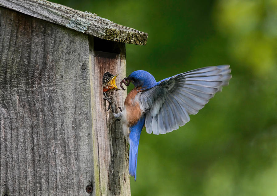 Male Bluebird Feeding Worm To Chick 102020153921 Photograph