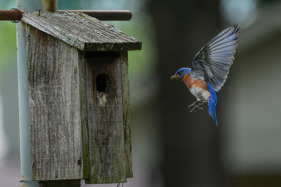 Male Bluebird Flying To Nesting Box 101520157087 Photograph