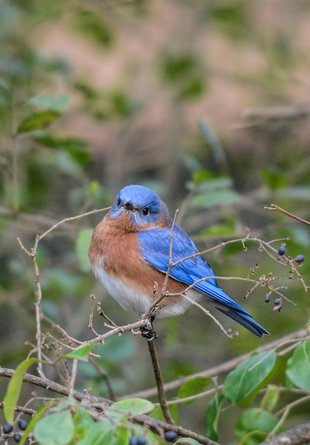 Male Bluebird In Berry Bush 011020164581 Photograph