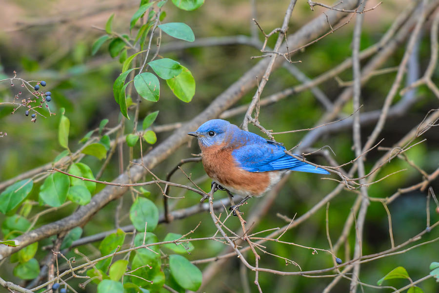 Male Bluebird Inthe Bushes 011020164499 Photograph