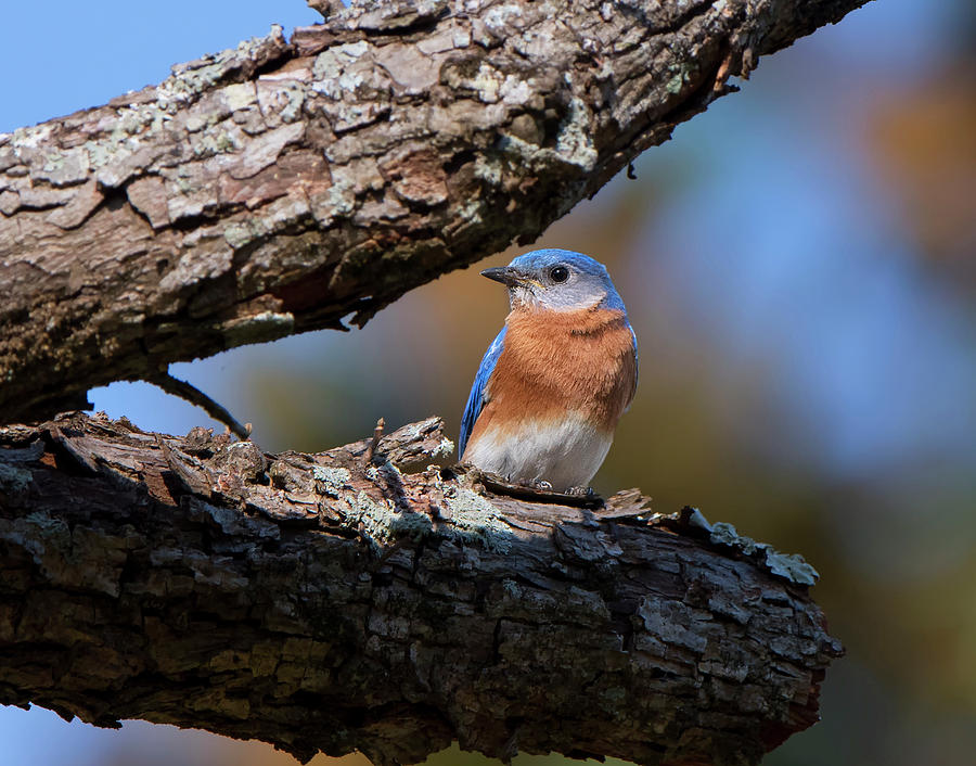 Male Bluebird by Mike Fitzgerald Male Bluebird by Mike Fitzgerald