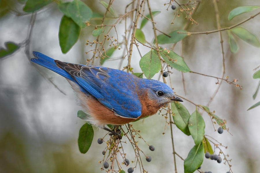 Male Bluebird On Berry Bush 011020164682 Photograph
