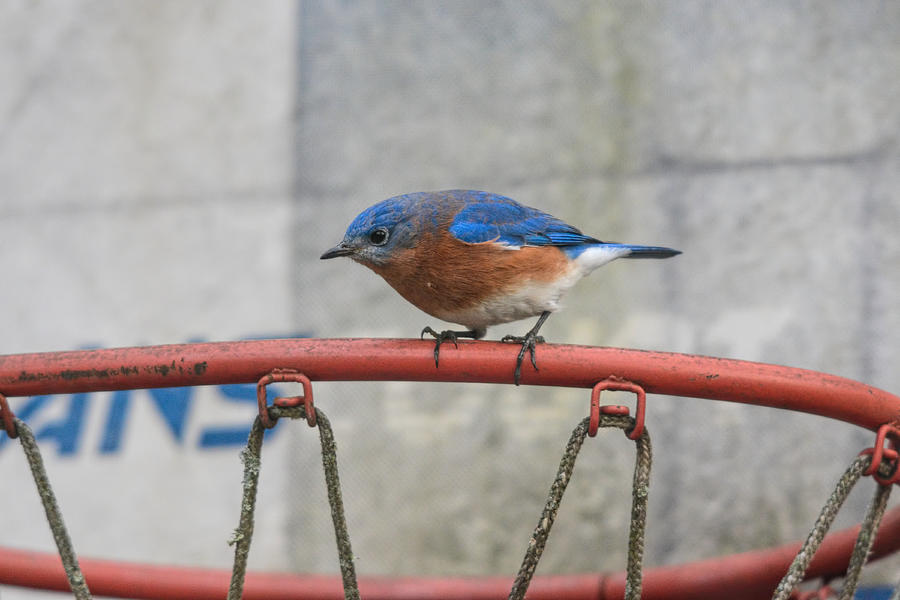 Male Bluebird On Old Basketball Goal 011020164624 Photograph